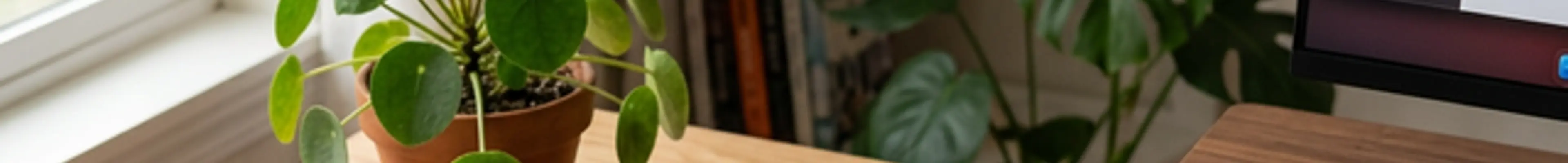 デスクに置かれたCornix