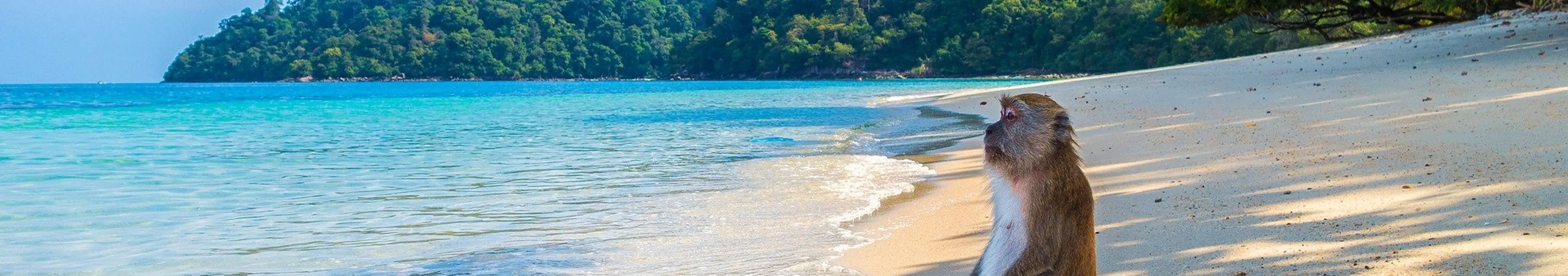 サルでもわかるNFTとは?意味をやさしく解説