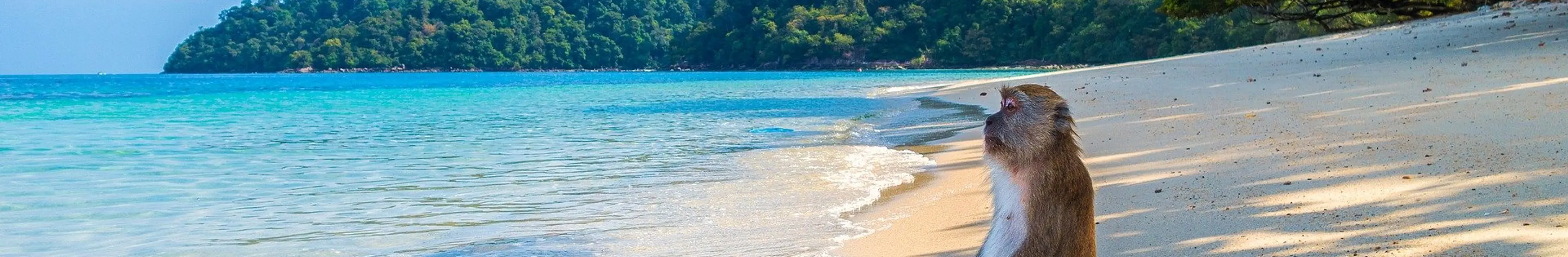 サルでもわかるNFTとは?意味をやさしく解説