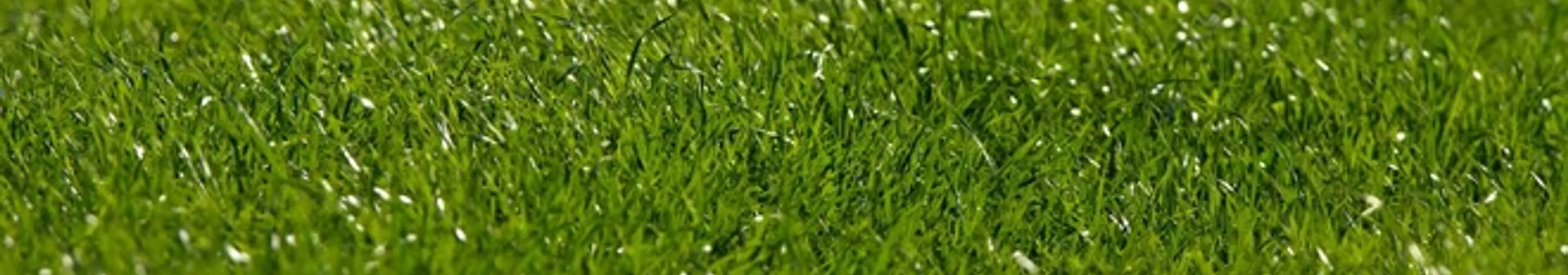 『草生える』とは「(笑)」「笑える」という意味