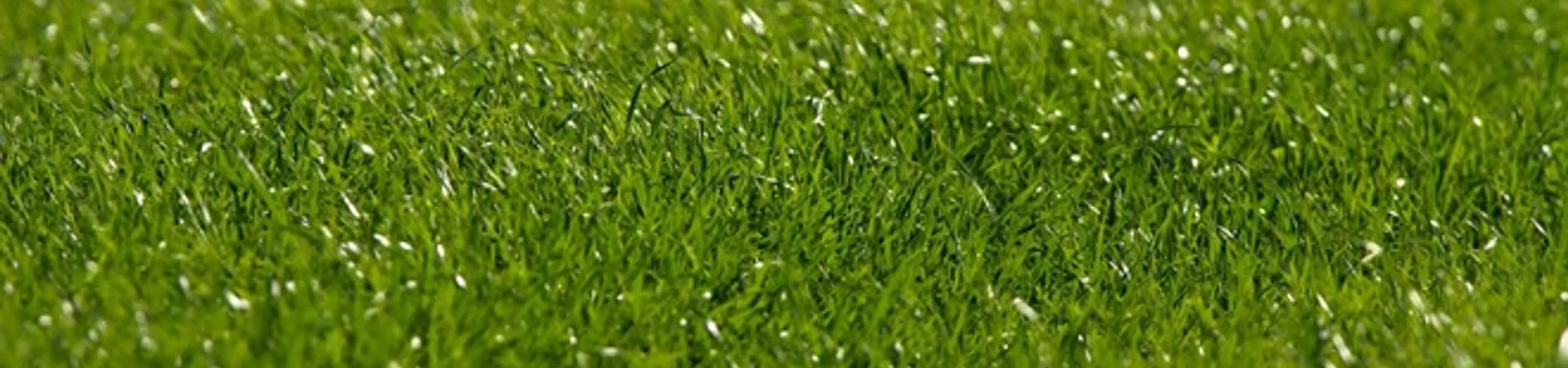 『草生える』とは「(笑)」「笑える」という意味