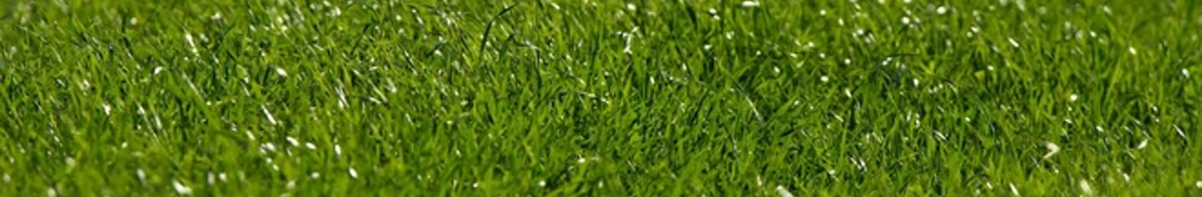 『草生える』とは「(笑)」「笑える」という意味