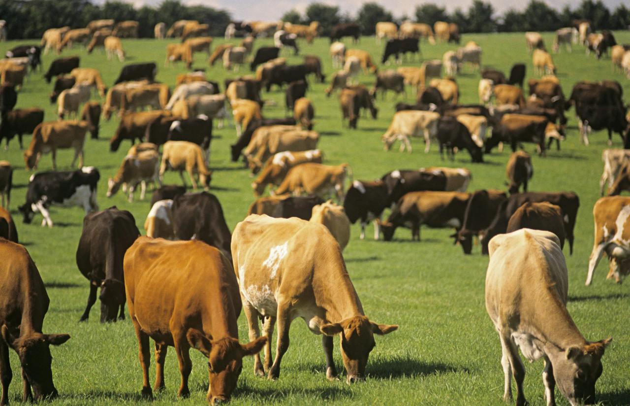 Livestock farming heated with propane gas