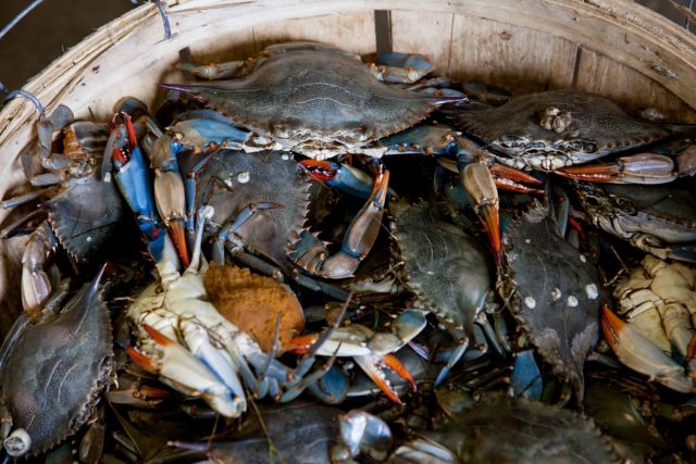 Fresh Maryland blue crabs in a seafood market basket
