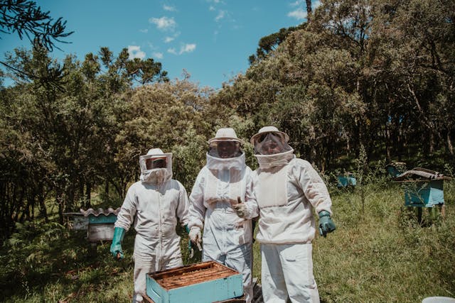 How to Become a Successful Bee Farmer and Distributor