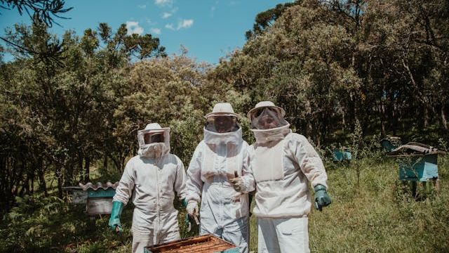 How to Become a Successful Bee Farmer and Distributor