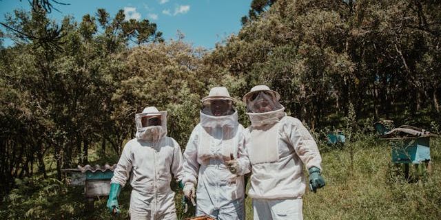 How to Become a Successful Bee Farmer and Distributor