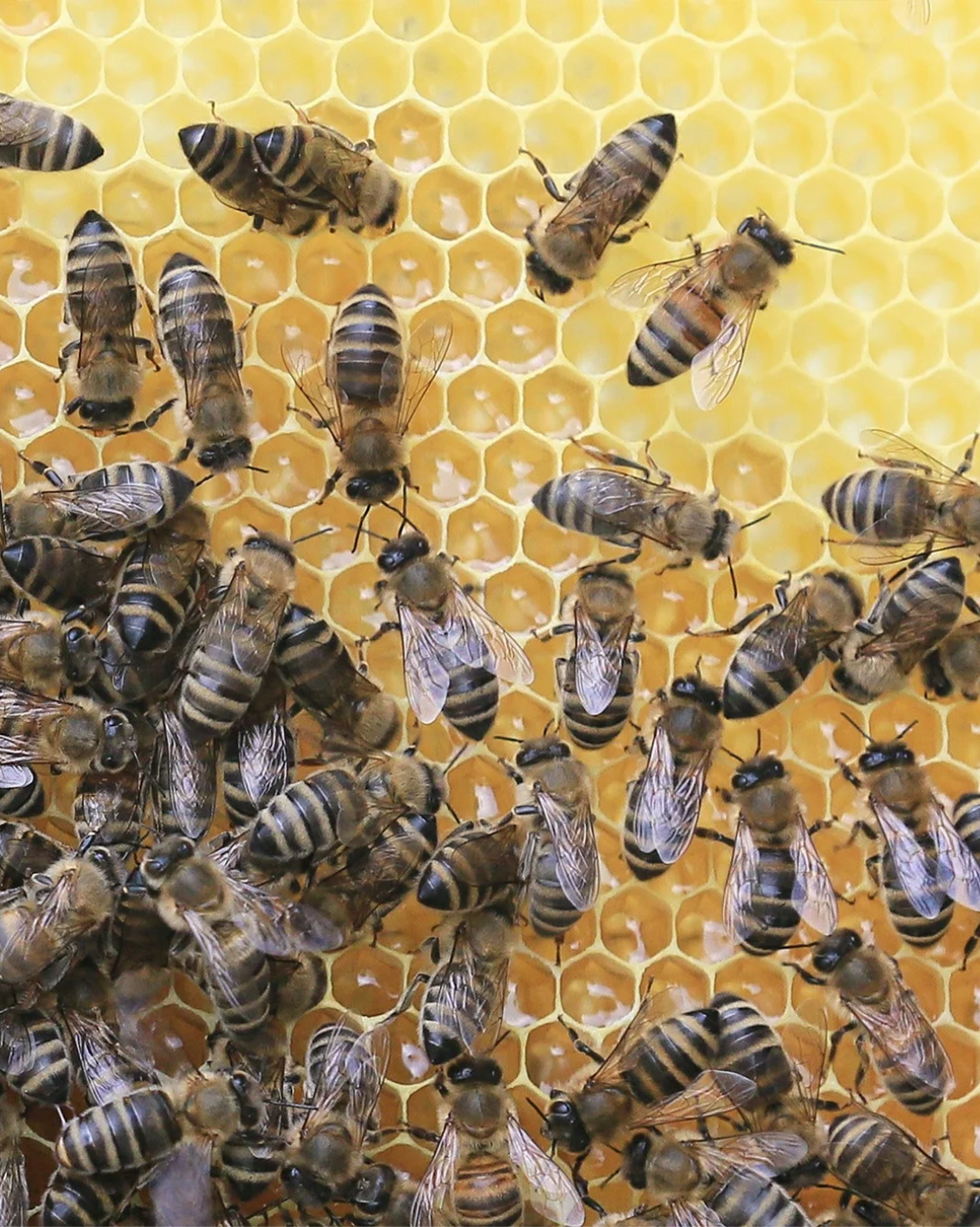 Honeybees on honeycomb