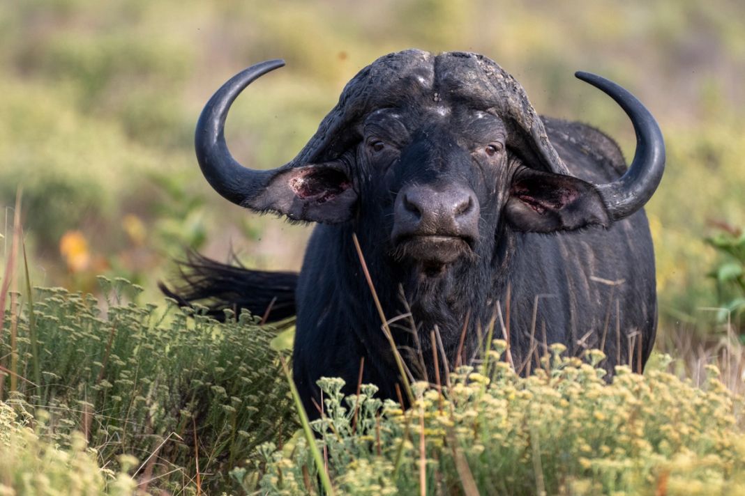 A Cape buffalo faces the camera at close range, standing chest-deep in low flowering scrub.