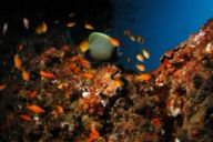 An emperor angelfish and orange anthias swim over a colourful reef in deep blue water.
