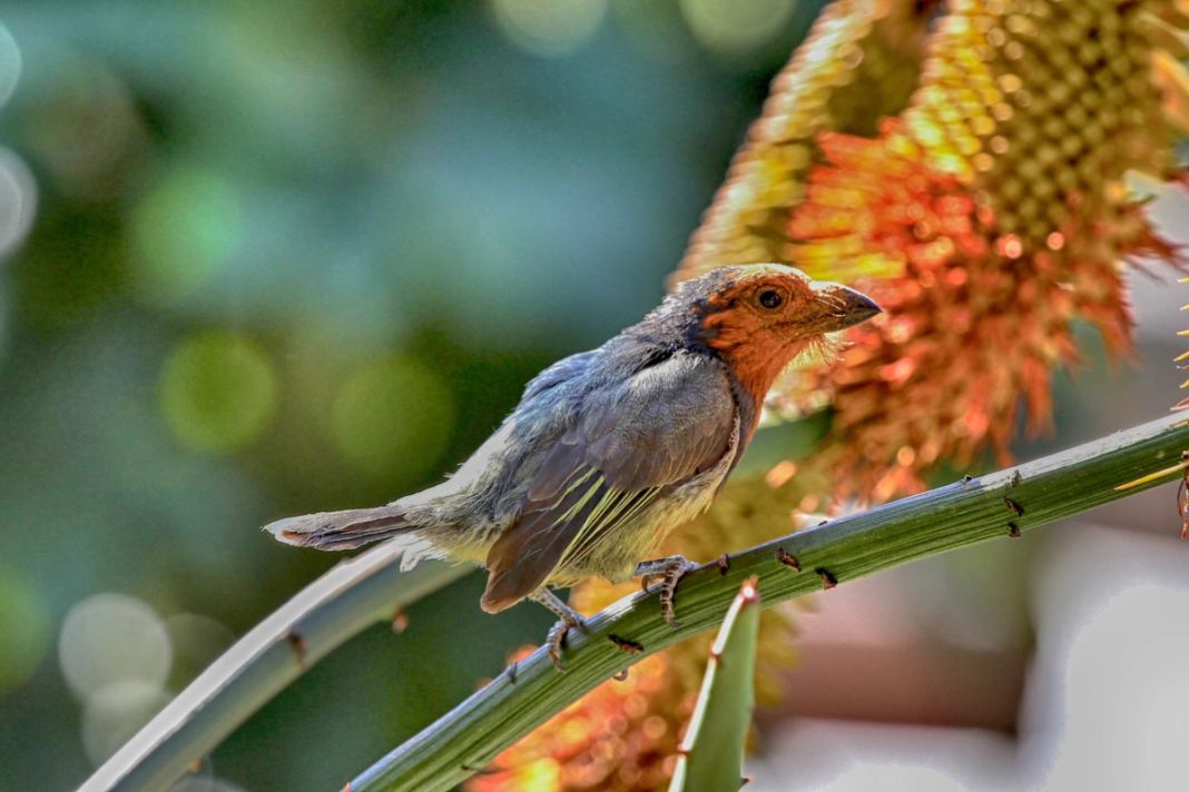 A grey bird with a rust-red face perches on a green aloe stem, an orange aloe flower and soft green light behind it.