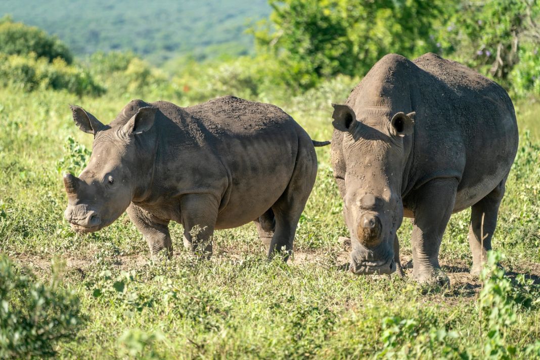 Two white rhinos stand together in green grass with hills behind in warm light.