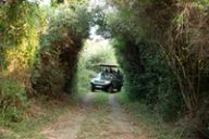 A game drive vehicle carries guests down a narrow track through dense dune forest.