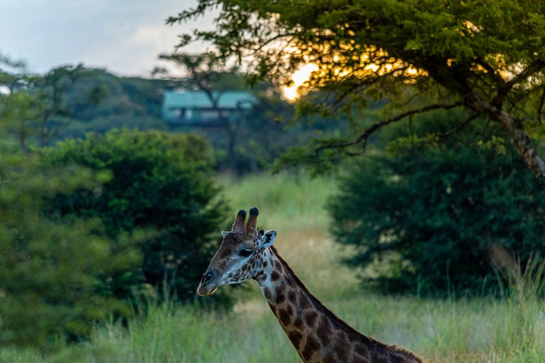 A giraffe rises from green grass with the lodge on a wooded hill and the sun setting behind an acacia.