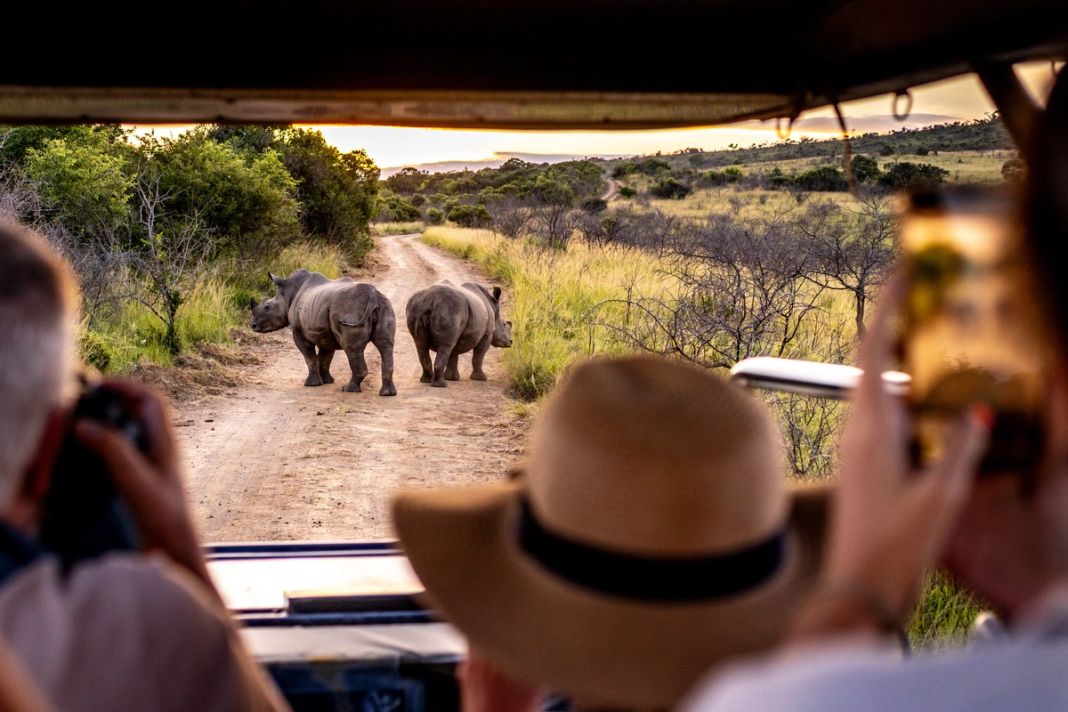 Two white rhinos walk along a track at sunrise, seen from an open game-drive vehicle.