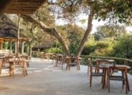 Outdoor deck restaurant at golden hour, wooden tables and chairs around a large leaning coastal tree, forest beyond.