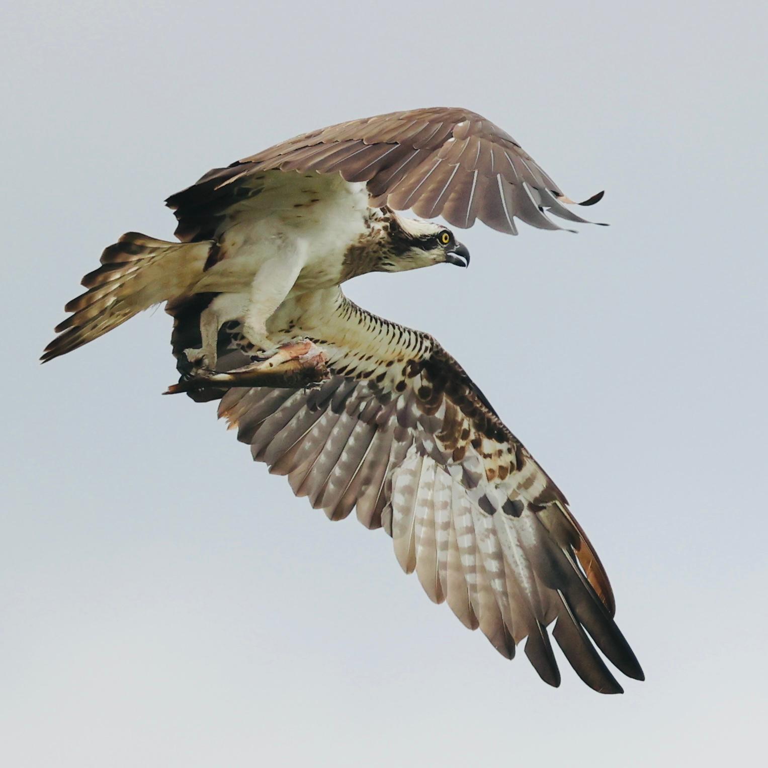 bird of prey