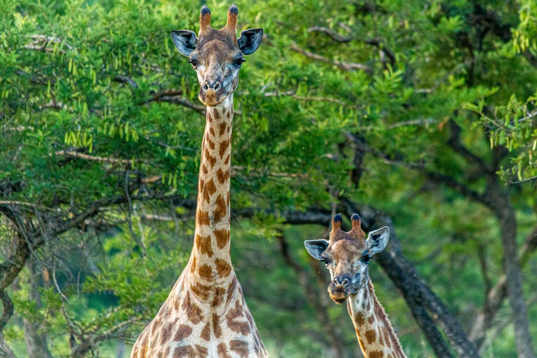 Two giraffes stand among green trees, one facing the camera and one turned to the side.