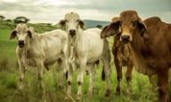 Three brahman cattle, two pale grey and one red-brown, stand in green pasture with a low hill and cloudy sky behind them.