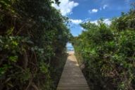 A timber boardwalk runs through dense green dune bush toward the beach and blue ocean.