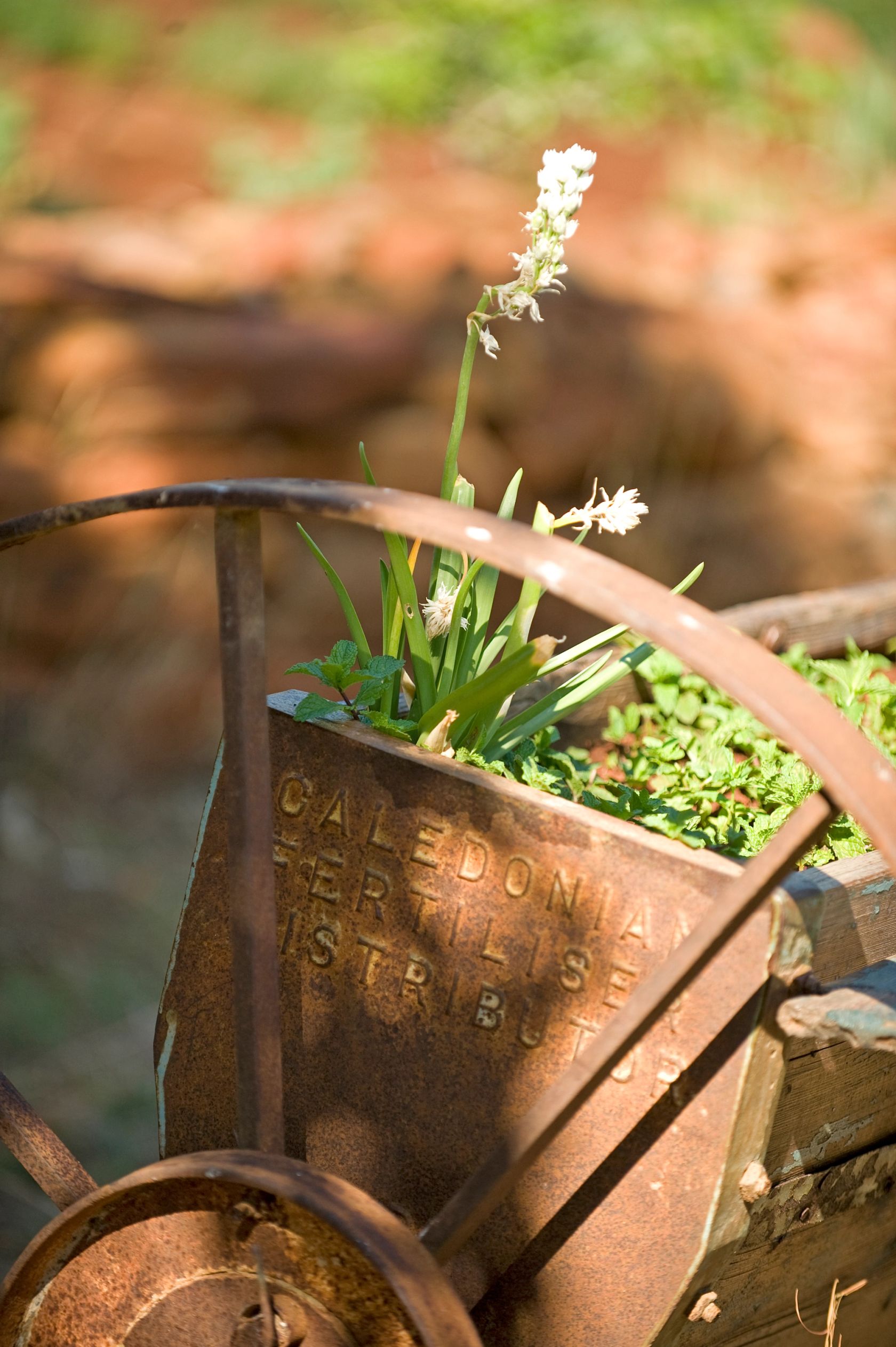 A rusted caledonian fertiliser distributor on an old cart wheel, planted with mint and herbs in the veggie garden.