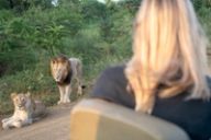 A back-turned guest watches a lioness and a male lion on a track from an open safari vehicle.