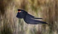 A male widowbird with a red shoulder patch and a long black tail flies low over soft golden grassland.