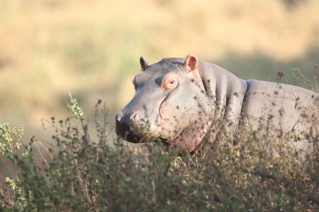 A hippo stands among low bushveld scrub in warm morning light.