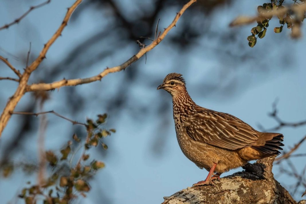 A crested francolin stands on a lichen-covered branch against a blue sky in warm light.