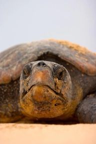 Close-up of a sea turtle's sand-flecked face and head resting on a pale beach.