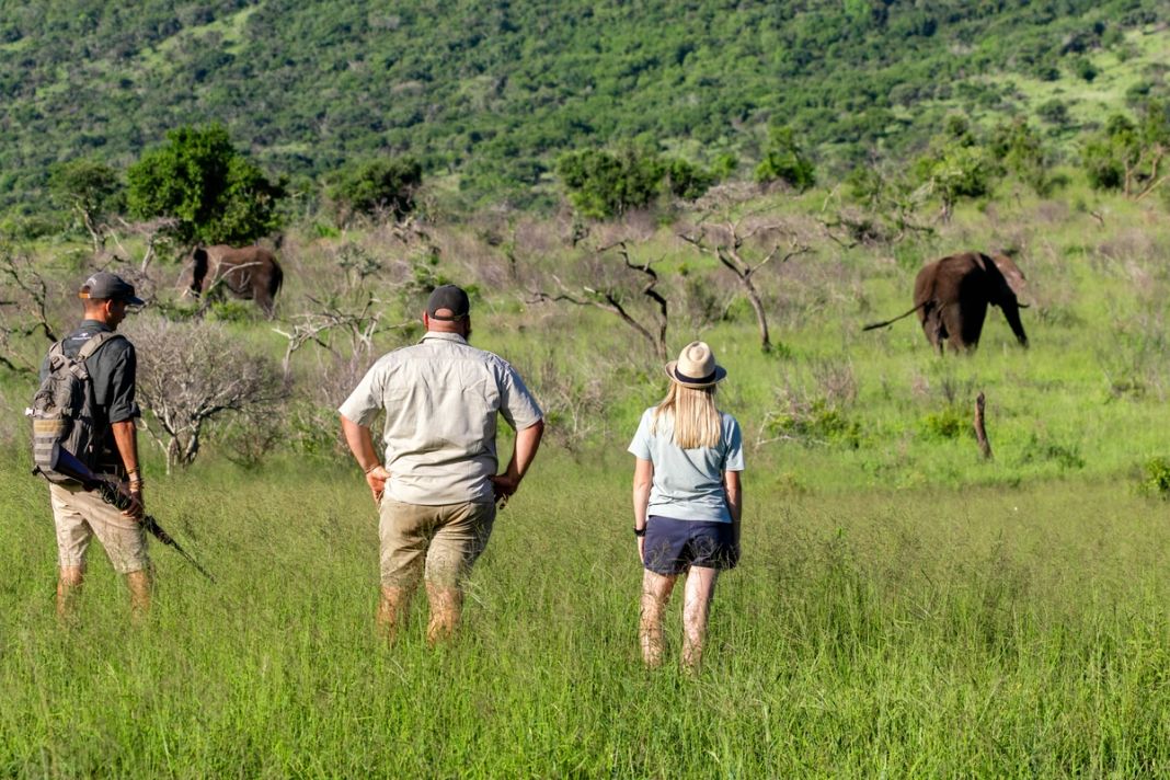 An armed guide leads two guests on foot through tall grass toward two elephants feeding on a green hillside.