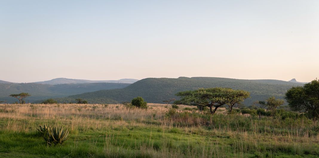 Acacia trees and an aloe stand in open grassland at dawn, with green hills and a pointed peak on the horizon.