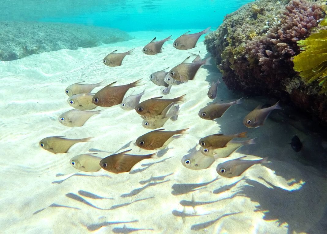 A school of silver fish drifts over pale rippled sand beside a coral reef in clear shallow water.