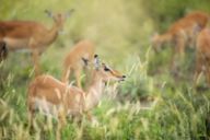 A young impala stands among tall grass with others of its herd behind it.