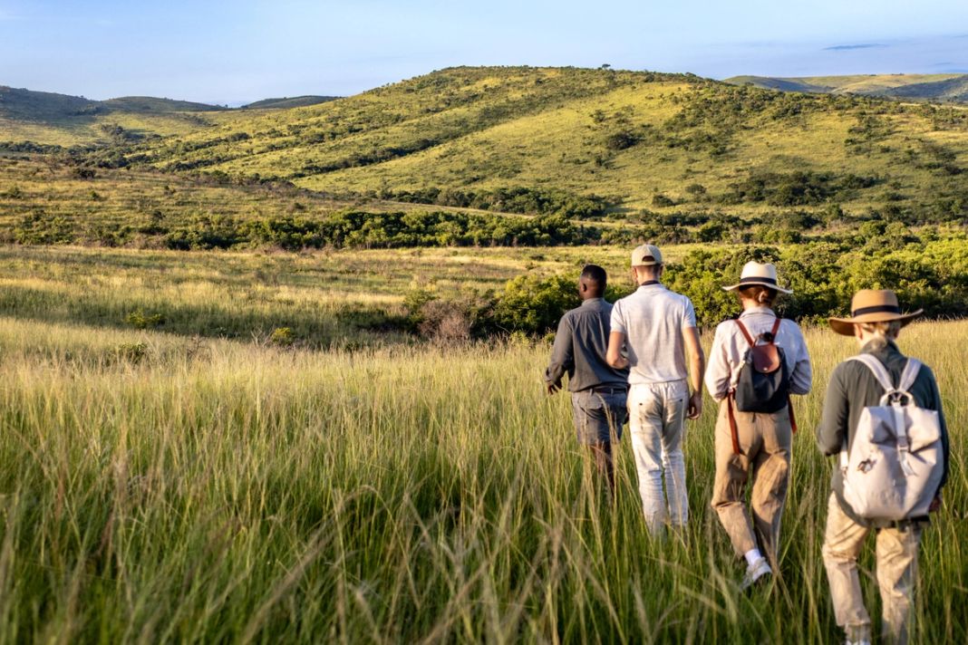 A guide leads three guests on a walking safari through tall grass toward green hills.