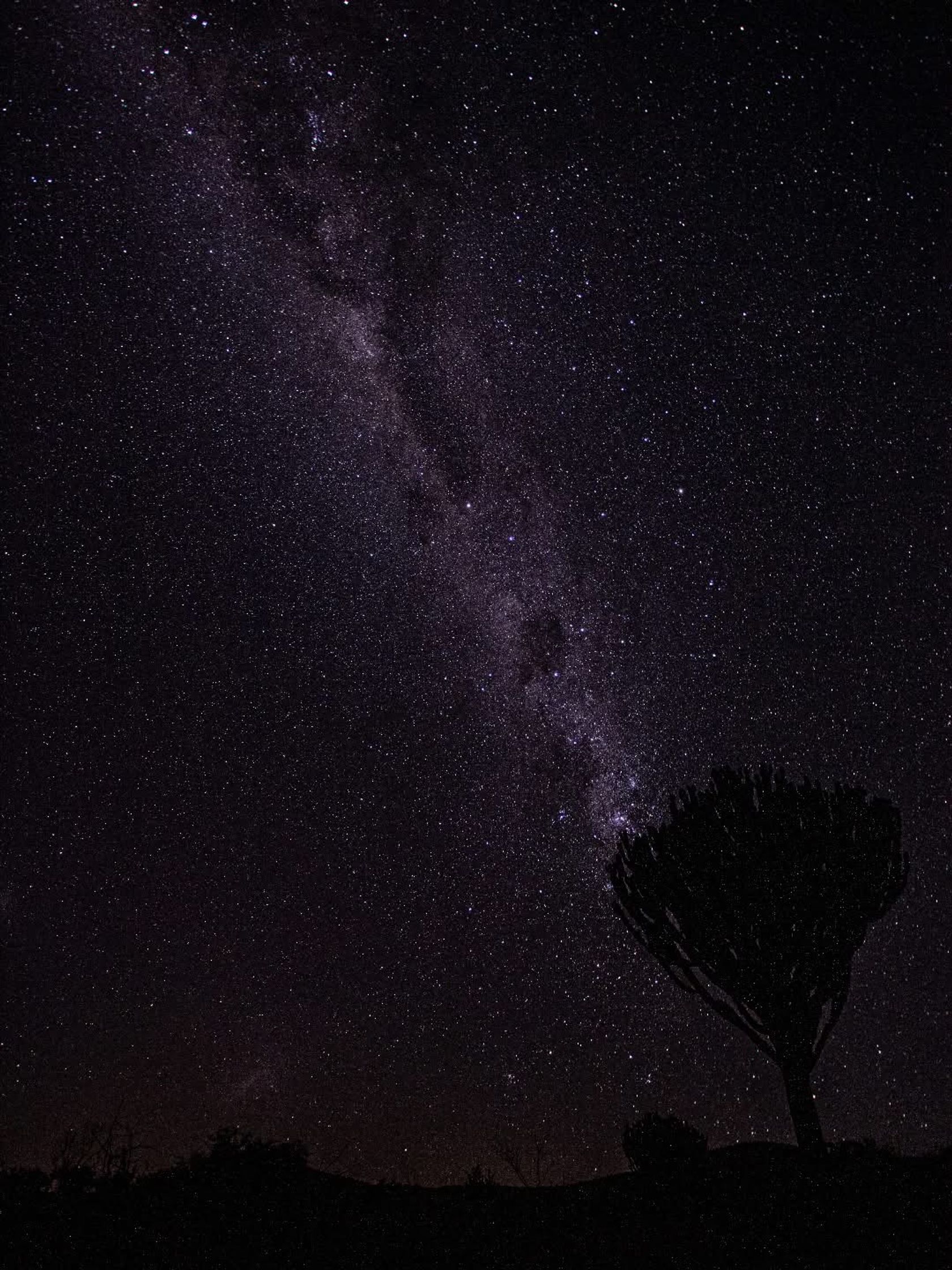 The Milky Way arcs across a star-filled night sky above a lone silhouetted tree.