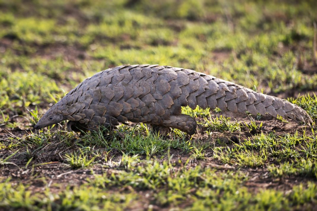 A Temminck’s ground pangolin walks across sparse grass showing its overlapping scales.