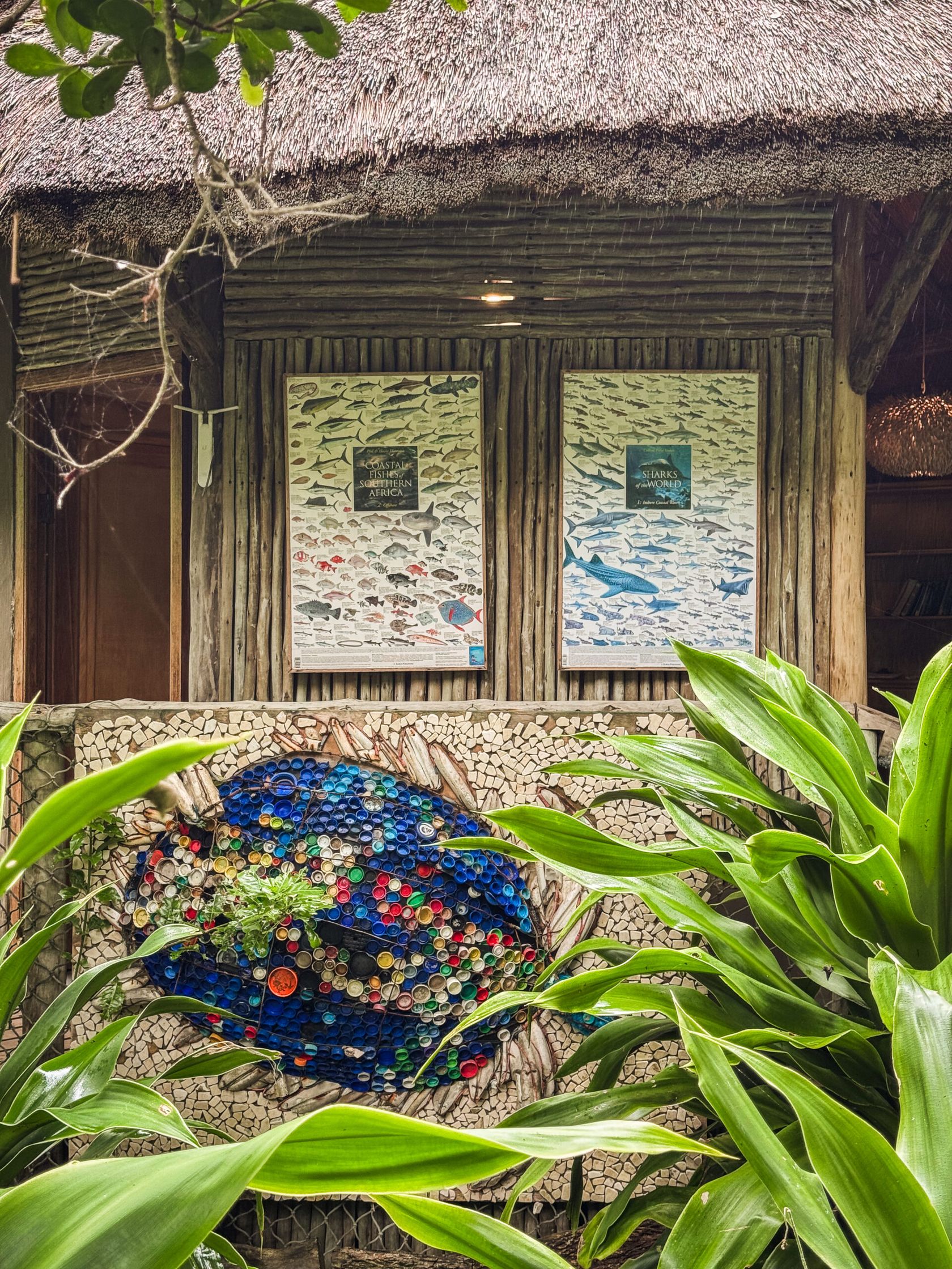 Two fish and shark identification posters on a reed wall above a bottle-cap turtle mosaic, framed by green leaves.