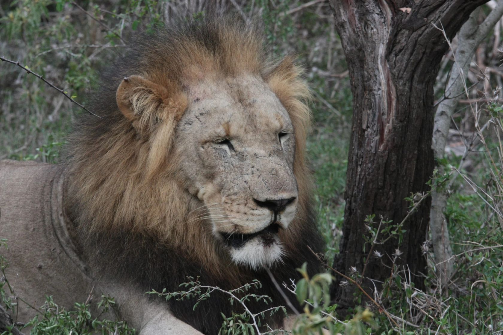 A male lion with a full mane rests beside a tree trunk in green bushveld.