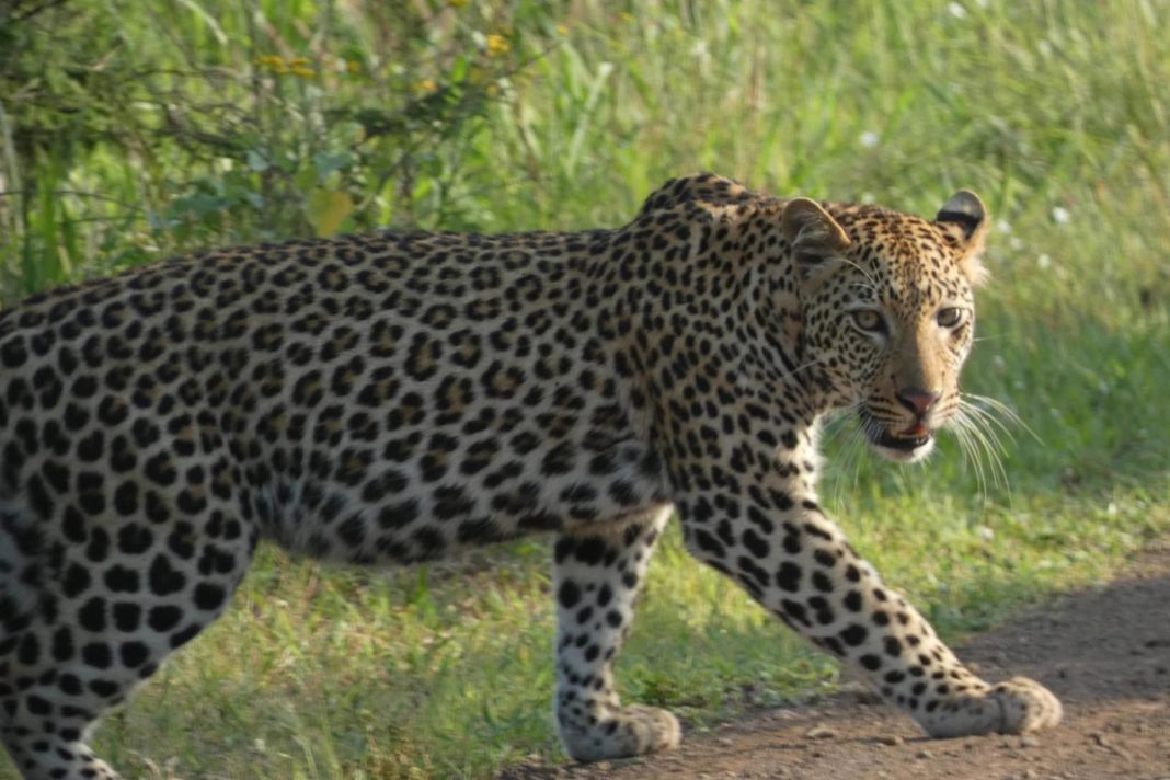 A leopard walks across a dirt track beside green grass and looks toward the camera.