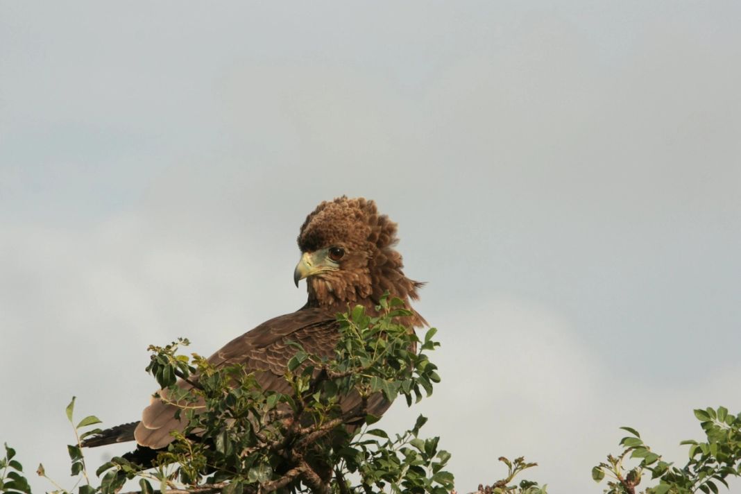 A juvenile bateleur eagle perches on a leafy branch against a soft grey sky.