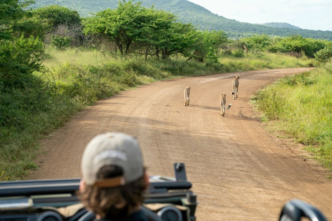 Three cheetahs walk down a dirt track ahead of an open safari vehicle in green hills.