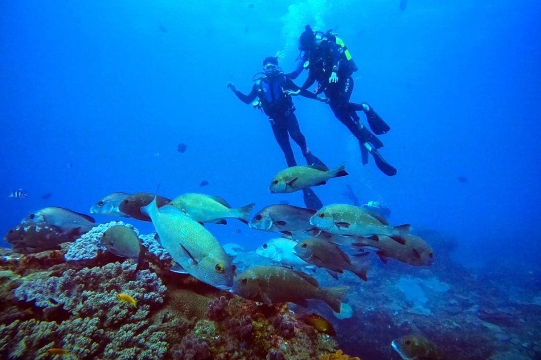 Two divers descend over a coral reef in clear blue water, a school of fish beneath them.