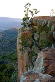 A gnarled tree grows from a sandstone cliff edge above a wooded valley at dusk.