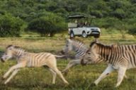 Two zebras run past an open game-drive vehicle carrying guests.
