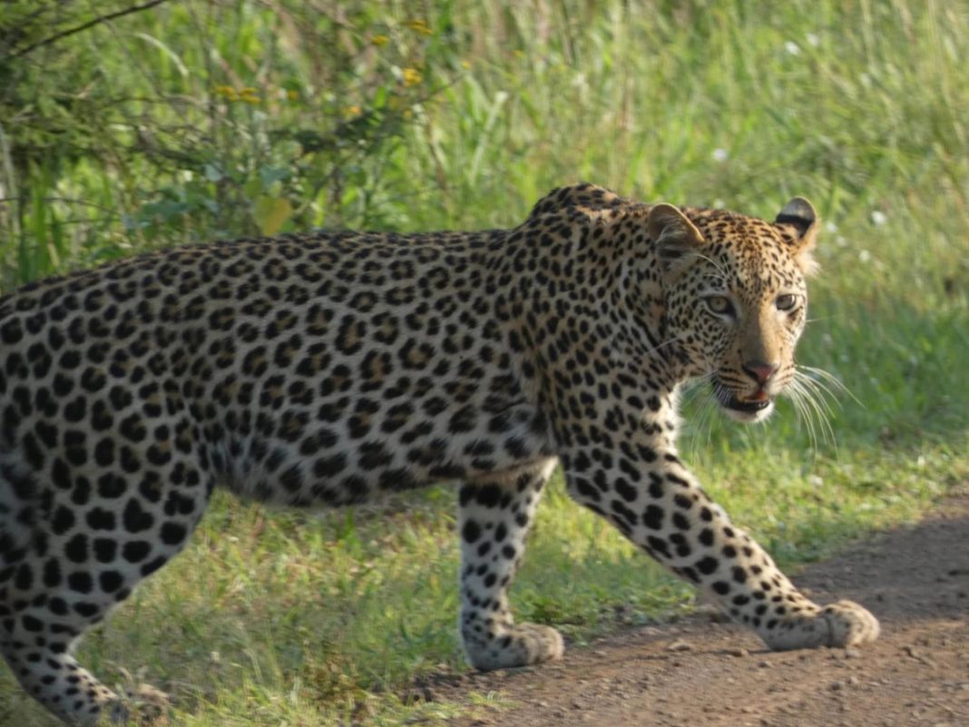 A leopard walks across a dirt track beside green grass and looks toward the camera.