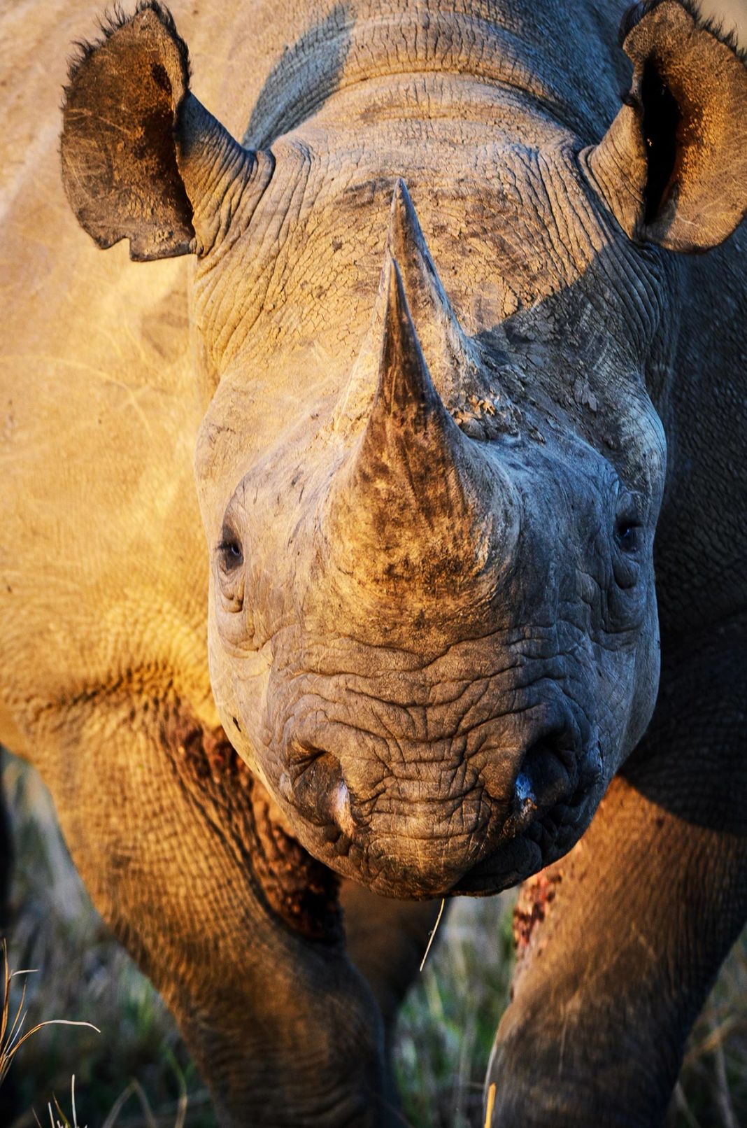 A black rhino faces the camera in low golden light, its horn and lined skin seen up close.