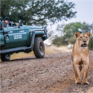 Guests in a green Leopard Mountain open safari vehicle watch a lioness walking along the dirt track.
