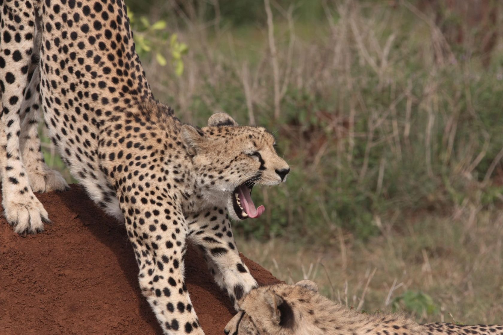A cheetah stretches and yawns on a red earth mound beside a resting companion in dry grass.