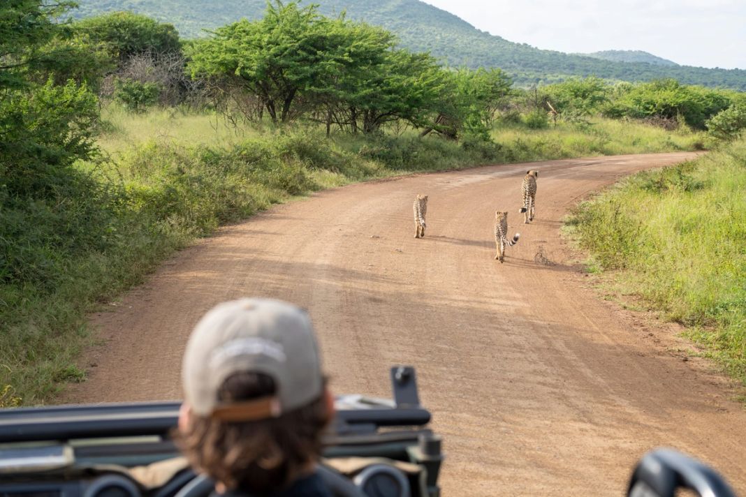 Three cheetahs walk down a dirt track ahead of an open safari vehicle in green hills.
